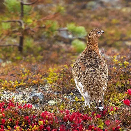 Hiihtaejaenkuja 5 B 3 Visit Διαμέρισμα *