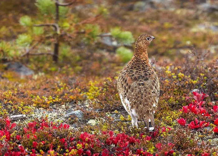 Hiihtäjänkuja 5 B 3 Visit Huoneisto *