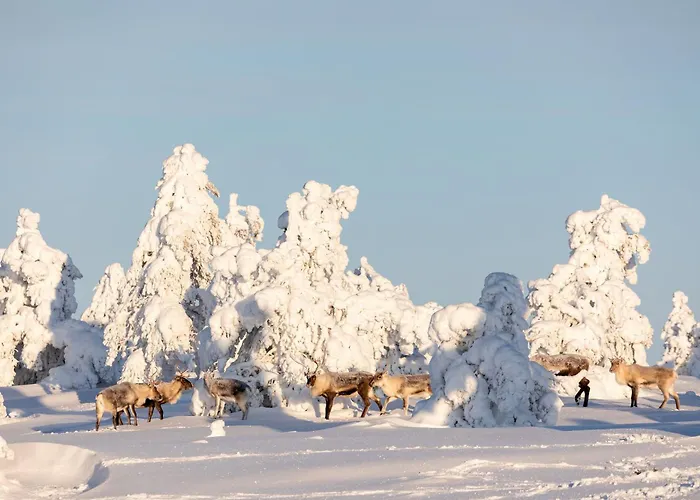 Hiihtäjänkuja 5 B 3 Visit *